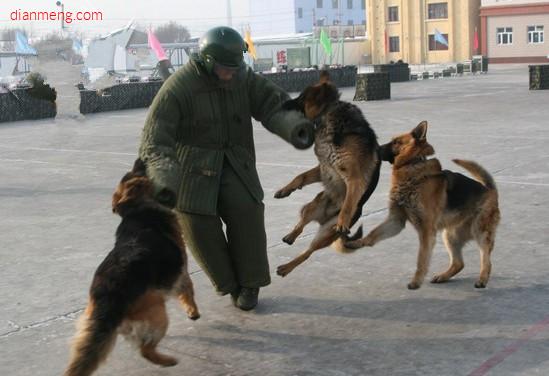 狼人犬具警犬训练装备LOGO