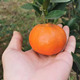 川红橘果园   一碗水果LOGO